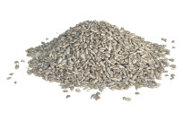 Graines de tournesol bio